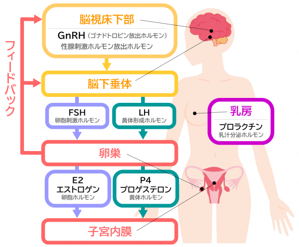女子思春期のホルモン分泌の流れ