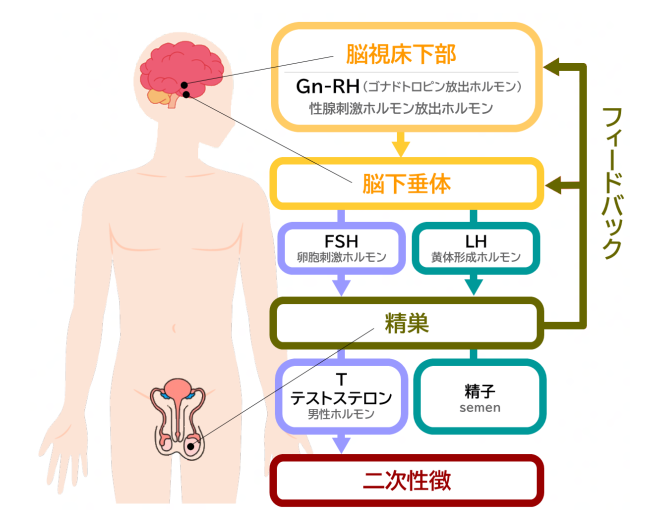男子思春期のホルモン分泌の流れ